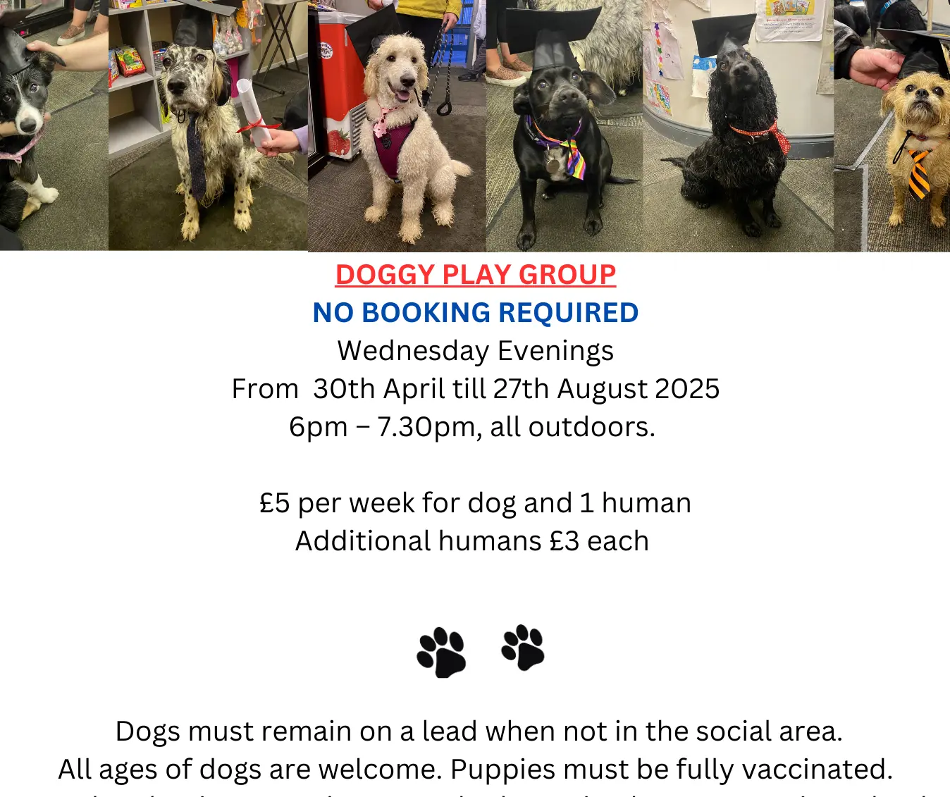 Flyer for Doggy Play Group featuring images of dogs in various settings, with text detailing event information
