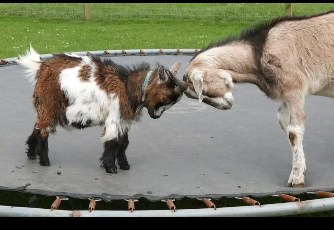 Two goats playfully butting heads on a trampoline