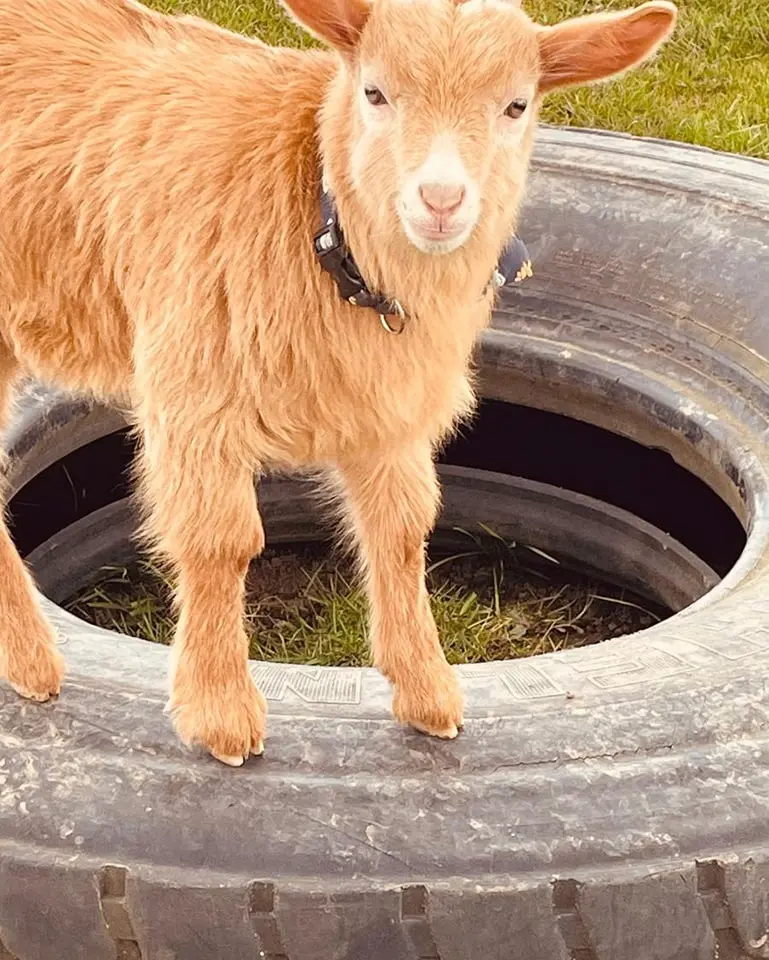 goat standing on an old black tyre at a farm