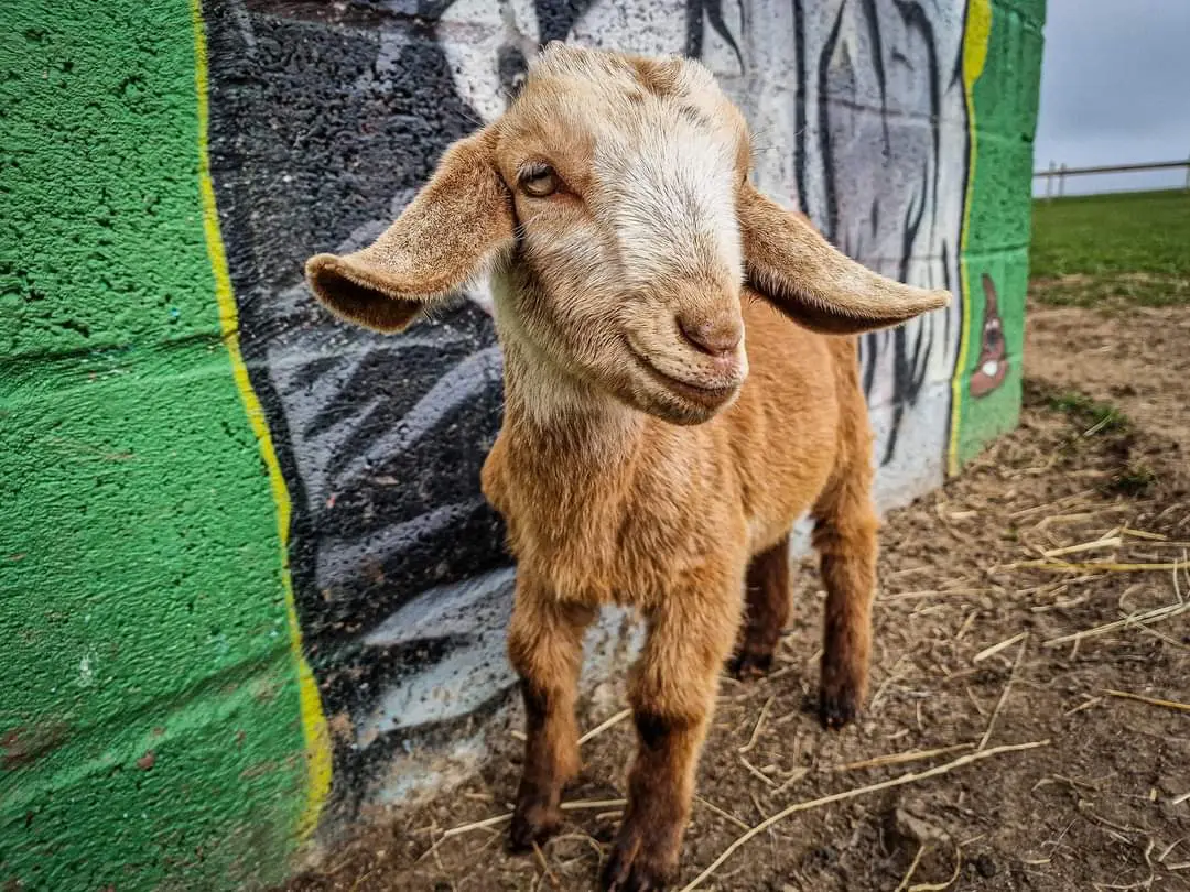 Goat behind fence
