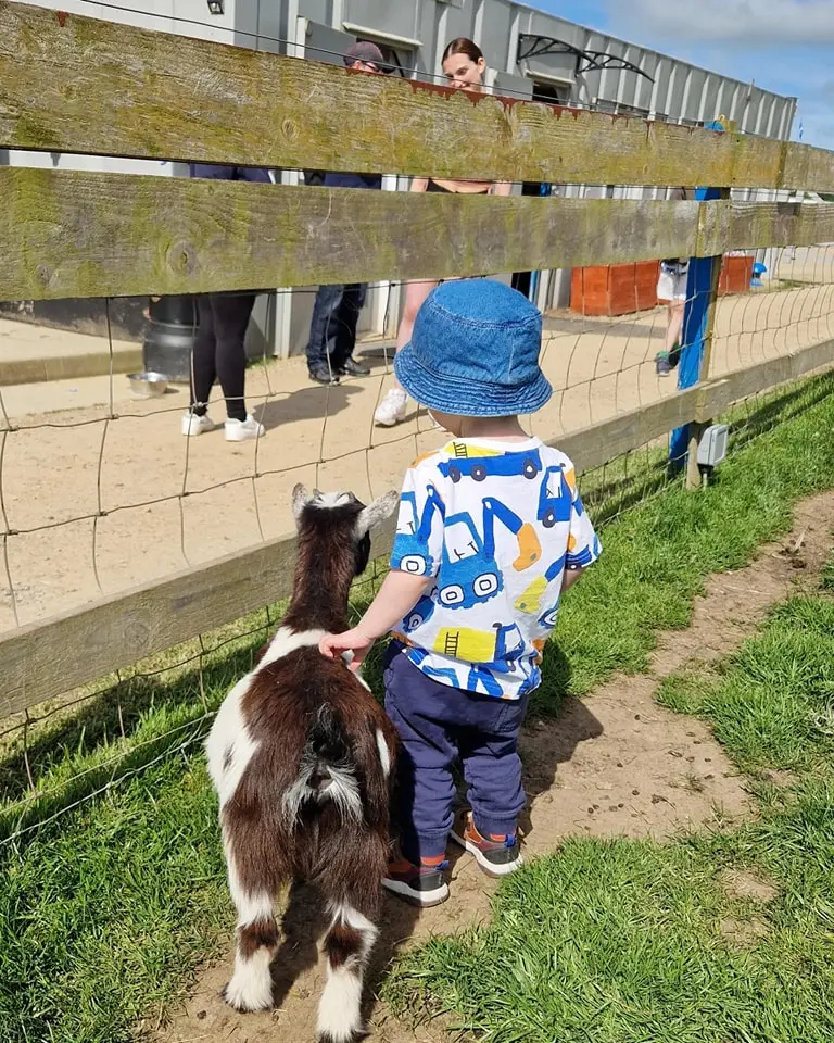 child in a blue hat standing beside a small goat near a wooden fence at a farm