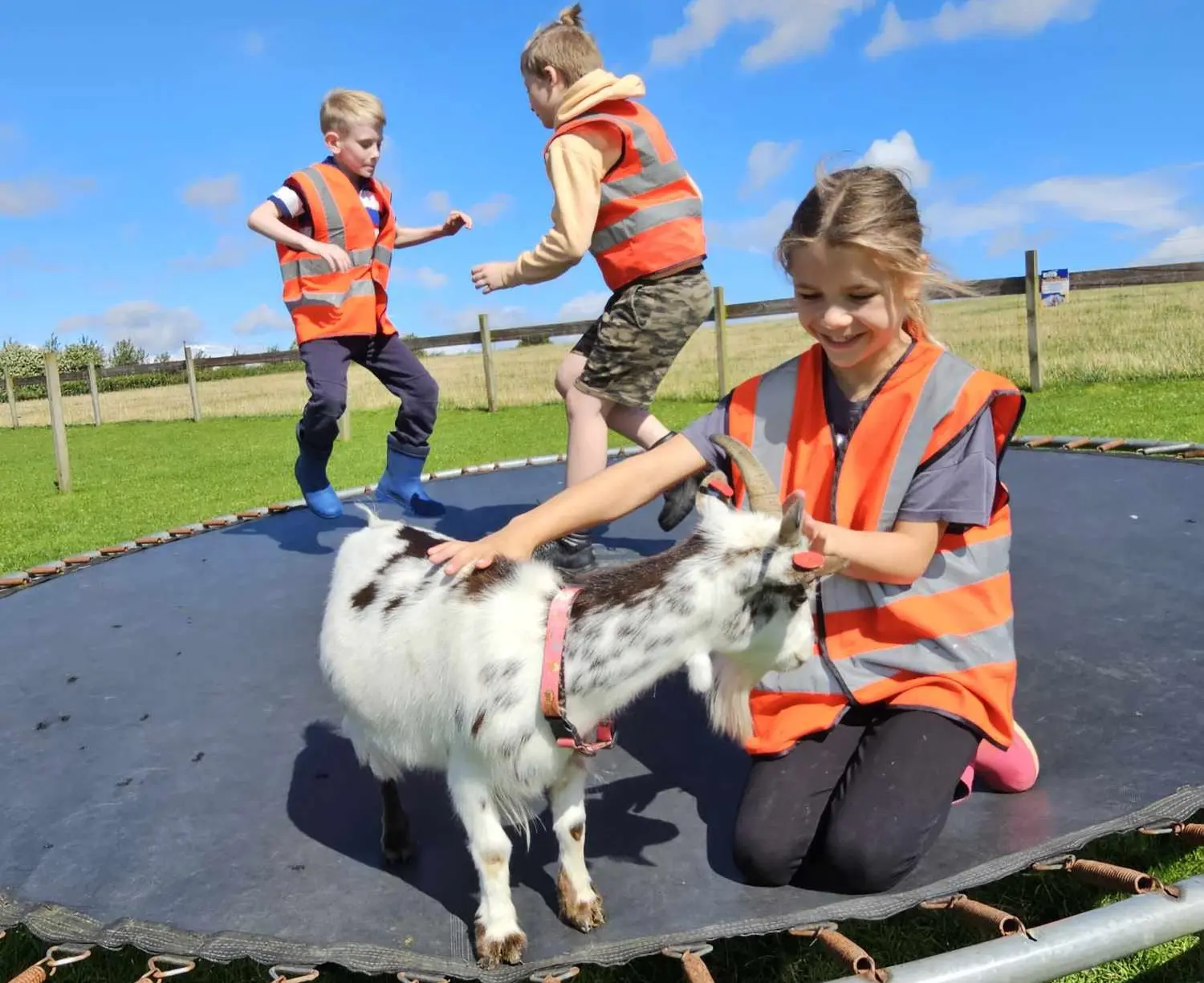 Children wearing orange safety vests playing on a trampoline with a small goat in a grassy field under a bright blue sky.
