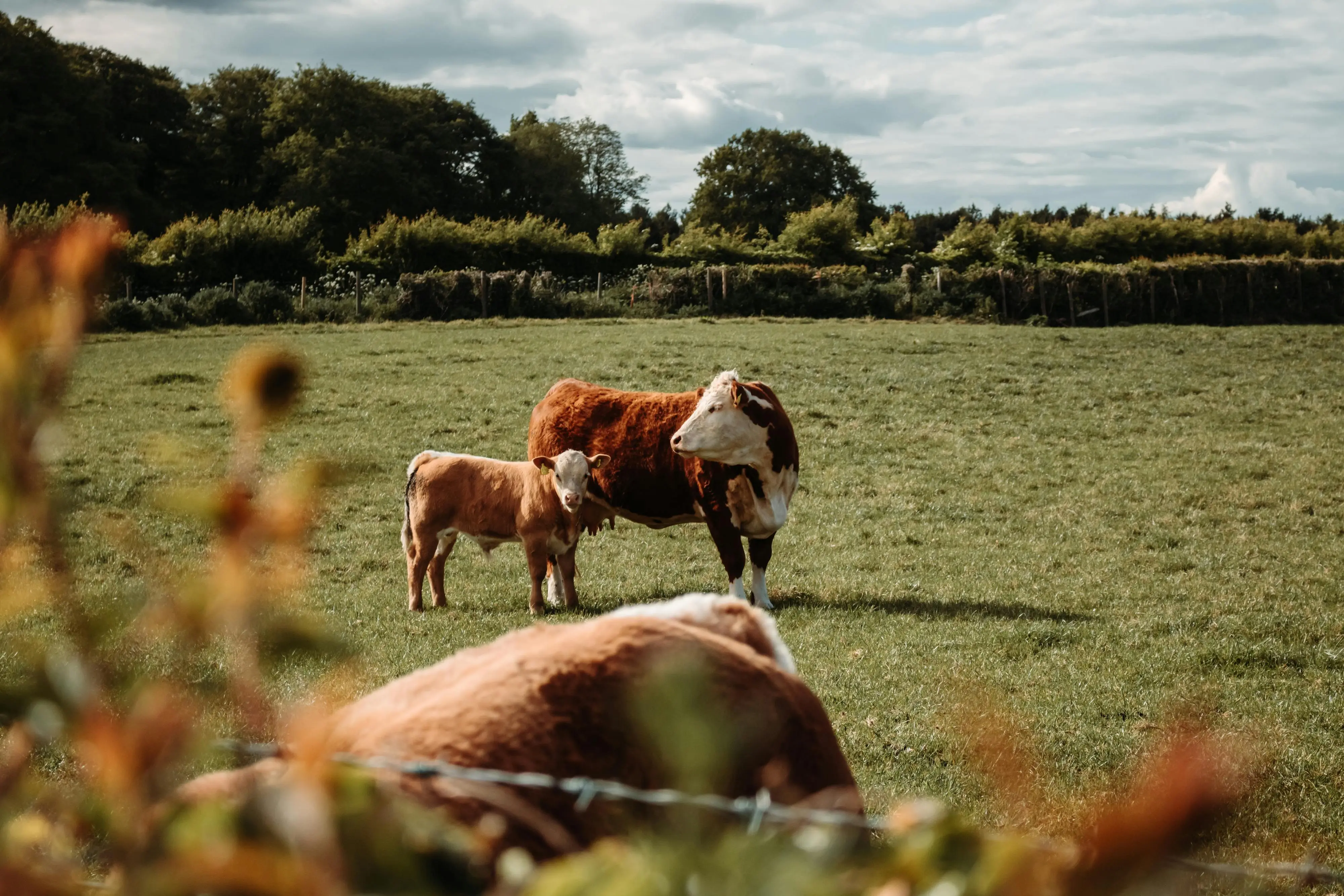 Two cows and a calf standing in a lush green field