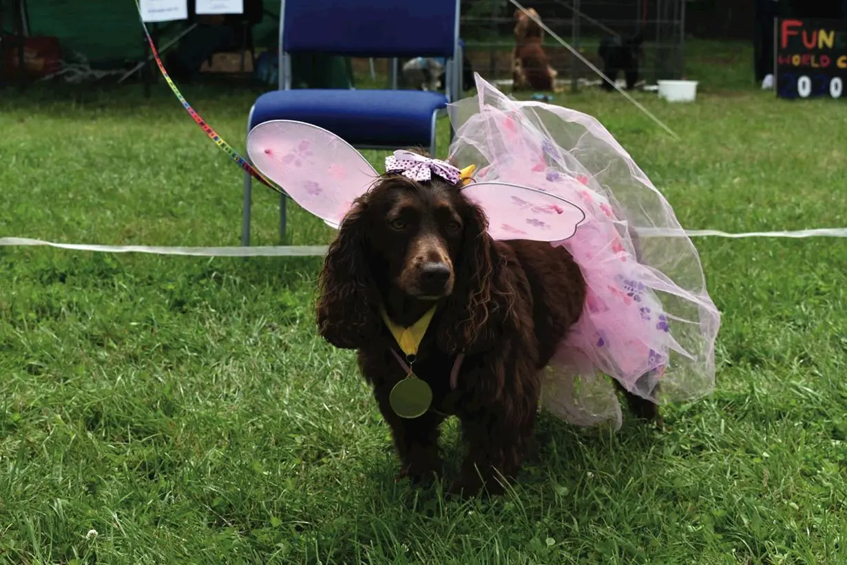 Brown dog dressed in pink fairy wings and a tutu at a pet show on grass.